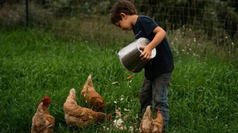 Become More Self Sufficient Boy Feeding Chickens