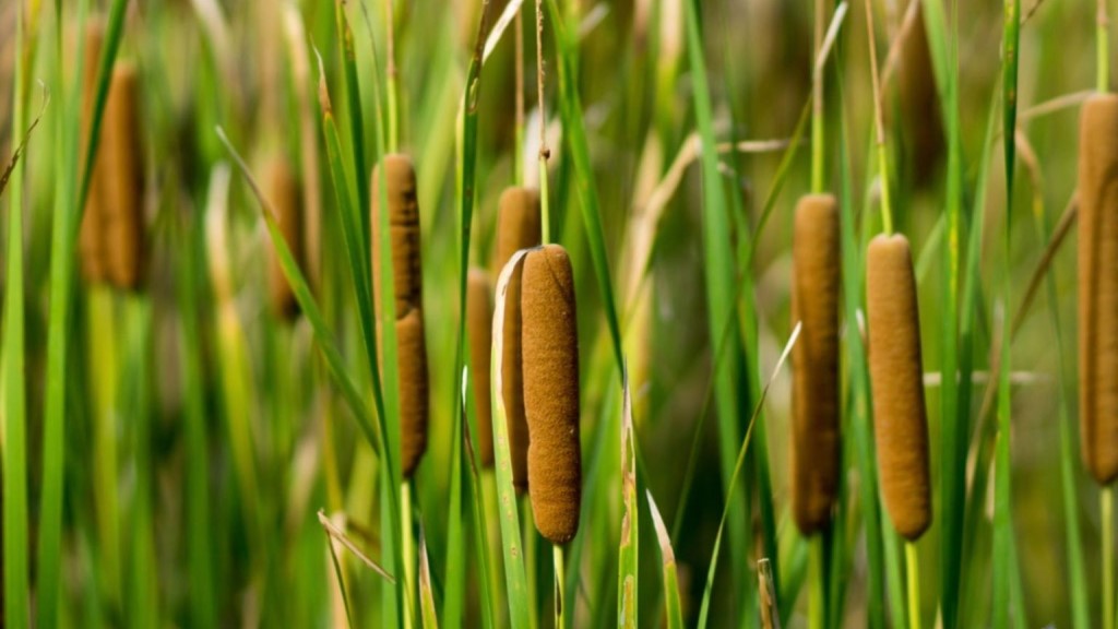 Eating Cattails In The Wild - Wild Edible Survival Food 1 Cattail Group