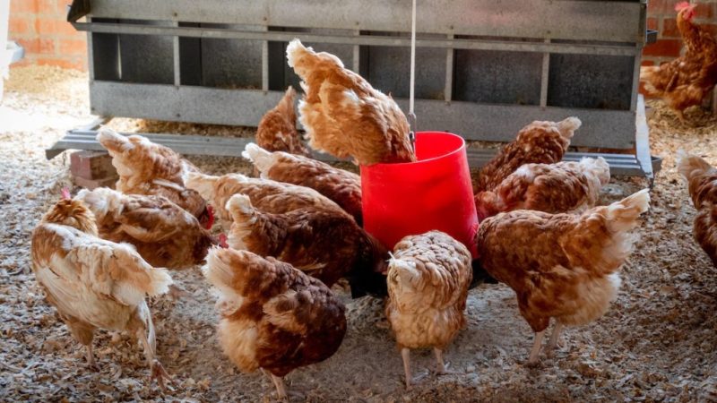 Chickens For Survival, But How? 4 Chickens For Survival Chickens