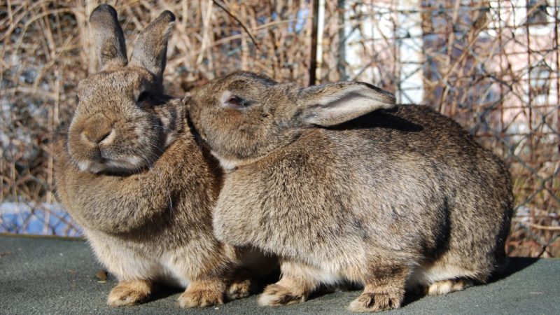 Inbreeding And Line Breeding Rabbits 5 Line Breeding And Inbreeding Rabbits Kissing