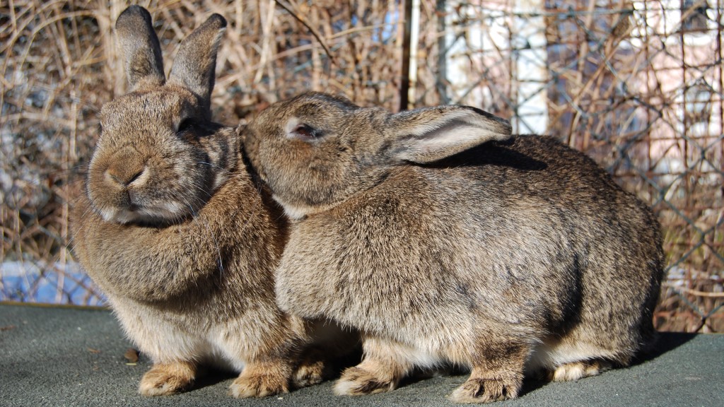 Inbreeding And Line Breeding Rabbits 1 Line Breeding And Inbreeding Rabbits Kissing