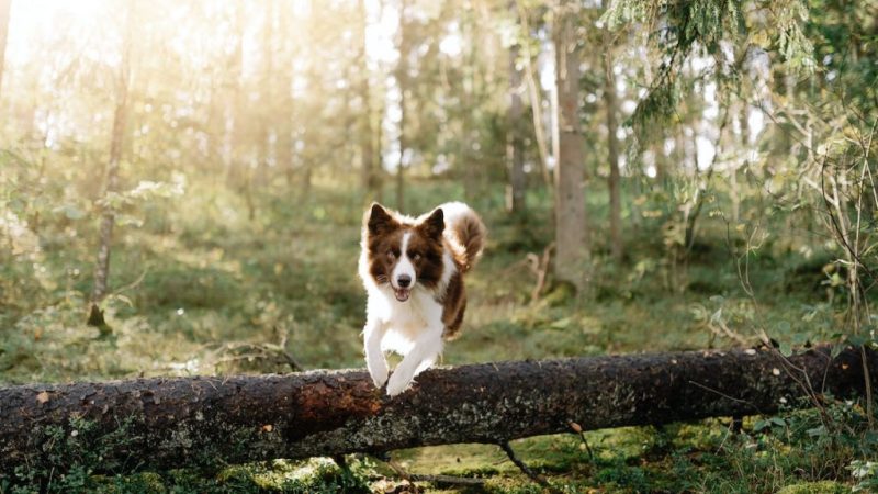 9 Tips For Prepping With Pets 4 Prepping With Pets Dog
