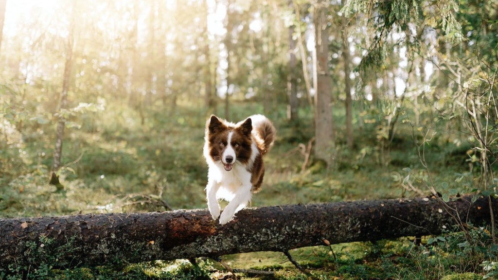 9 Tips For Prepping With Pets 1 Prepping With Pets Dog