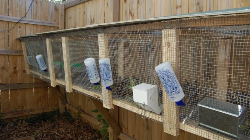 Raising Rabbits For Tough Times 6 Raising Rabbits For Tough Times Setup