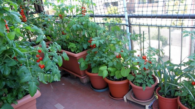 Top 10 Tips For Urban Homesteading 5 Urban Homesteading Tips Tomatoes