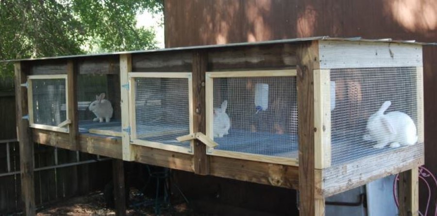 Top 10 Tips For Urban Homesteading 6 Urban Homesteading Tips Meat Rabbits