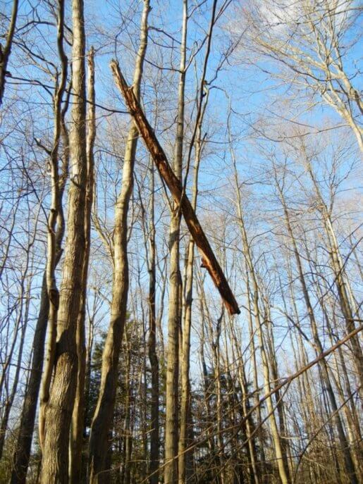 The 5 W's Of Wilderness Survival 4 Wilderness Survival Widowmaker